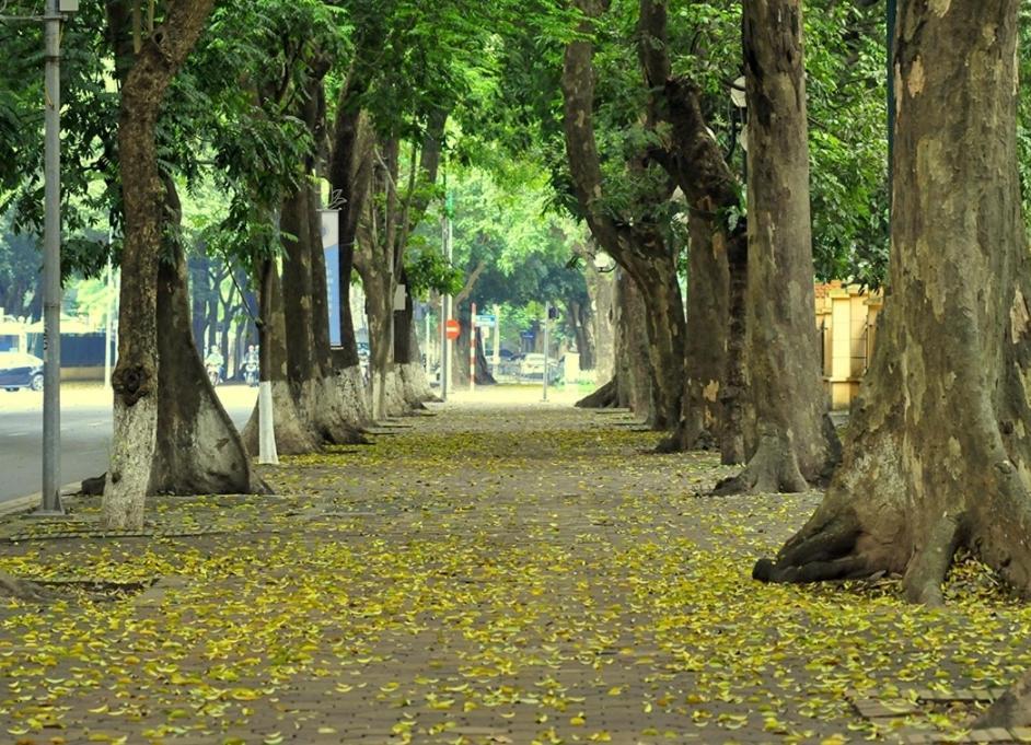 Séjour chez l'habitant Da Tree Hanoï